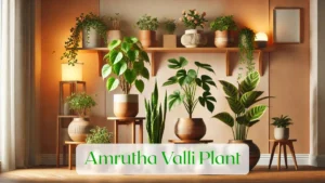 Amrutha Valli Plant - Blog Featured Image