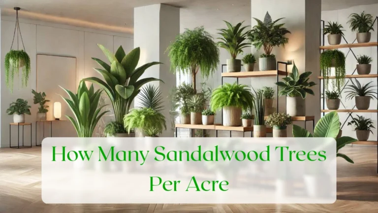 How Many Sandalwood Trees Per Acre - Blog Featured Image