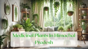 Medicinal Plants In Himachal Pradesh - Blog Featured Image