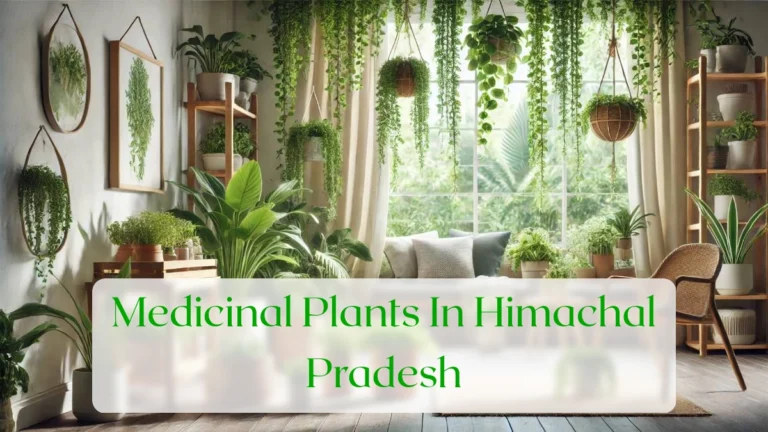 Medicinal Plants In Himachal Pradesh - Blog Featured Image