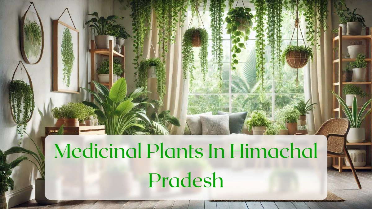 Medicinal Plants In Himachal Pradesh - Blog Featured Image