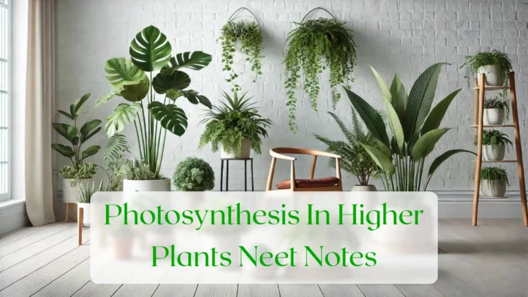 Photosynthesis In Higher Plants Neet Notes - Blog Featured Image