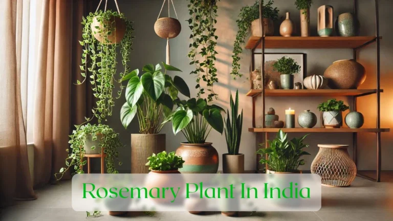 Rosemary Plant In India - Blog Featured Image