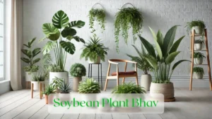 Soybean Plant Bhav - Blog Featured Image