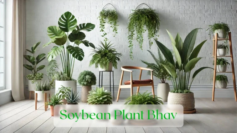 Soybean Plant Bhav - Blog Featured Image