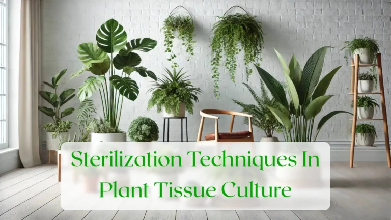 Sterilization Techniques In Plant Tissue Culture - Blog Featured Image