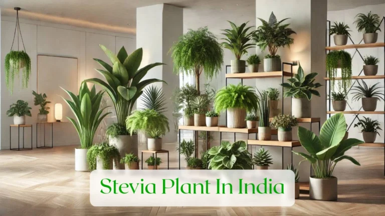 Stevia Plant In India - Blog Featured Image