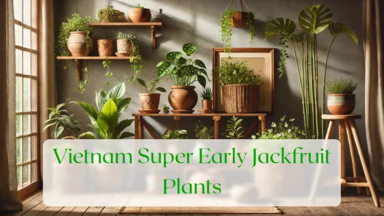 Vietnam Super Early Jackfruit Plants - Blog Featured Image