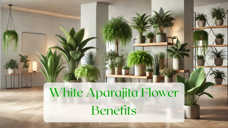 White Aparajita Flower Benefits - Blog Featured Image