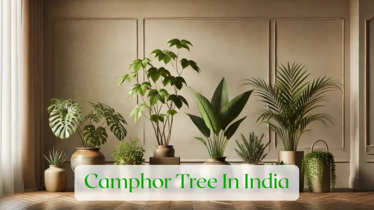 Camphor Tree In India - Blog Featured Image