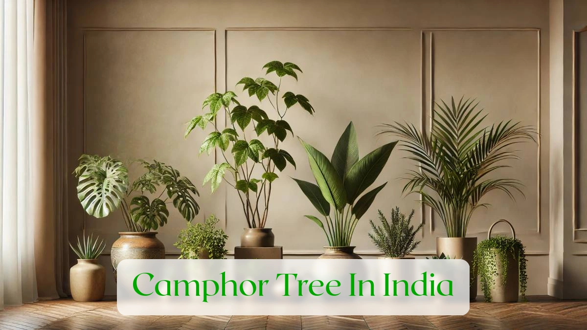 Camphor Tree In India - Blog Featured Image
