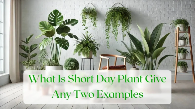 What Is Short Day Plant Give Any Two Examples - Blog Featured Image