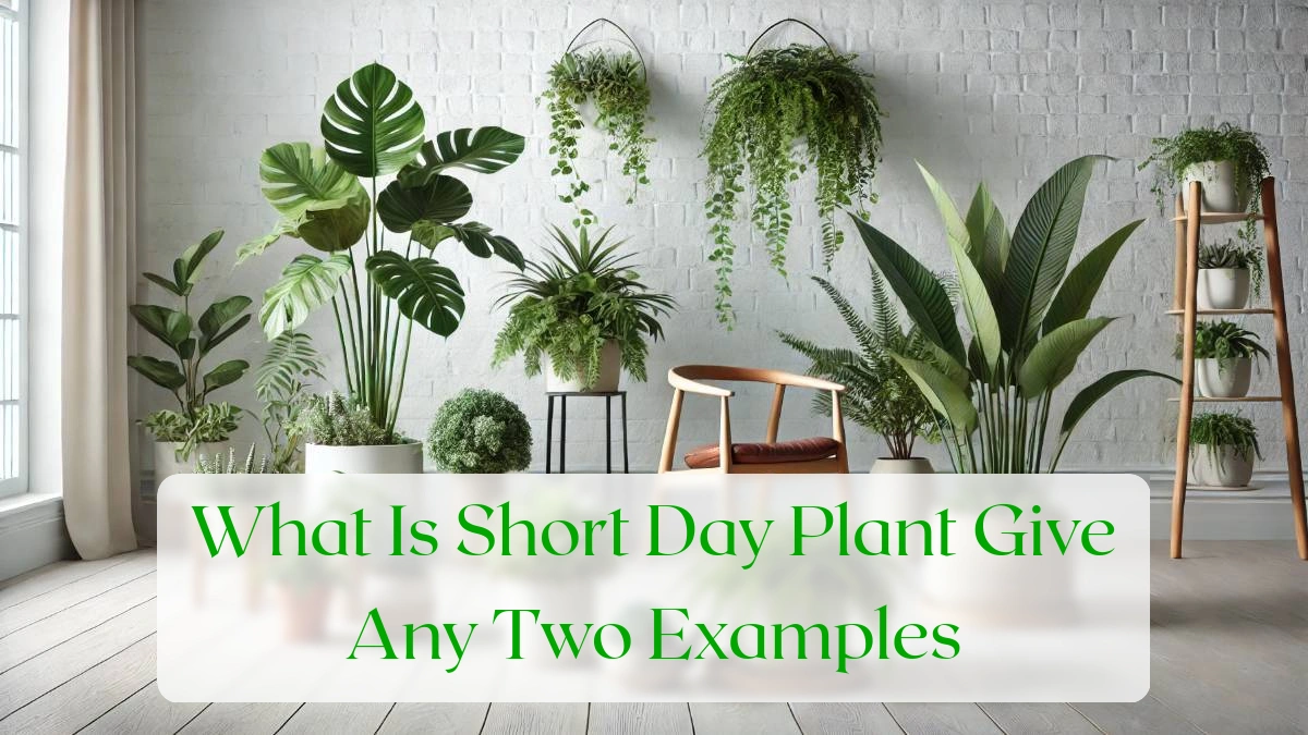 What Is Short Day Plant Give Any Two Examples - Blog Featured Image