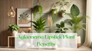 Aglaonema Lipstick Plant Benefits - Blog Featured Image