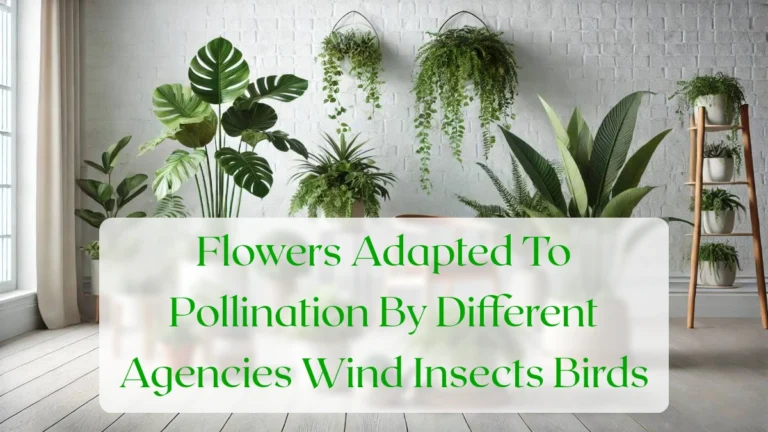 Flowers Adapted To Pollination By Different Agencies Wind Insects Birds - Blog Featured Image