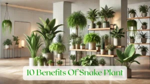 10 Benefits Of Snake Plant - Blog Featured Image