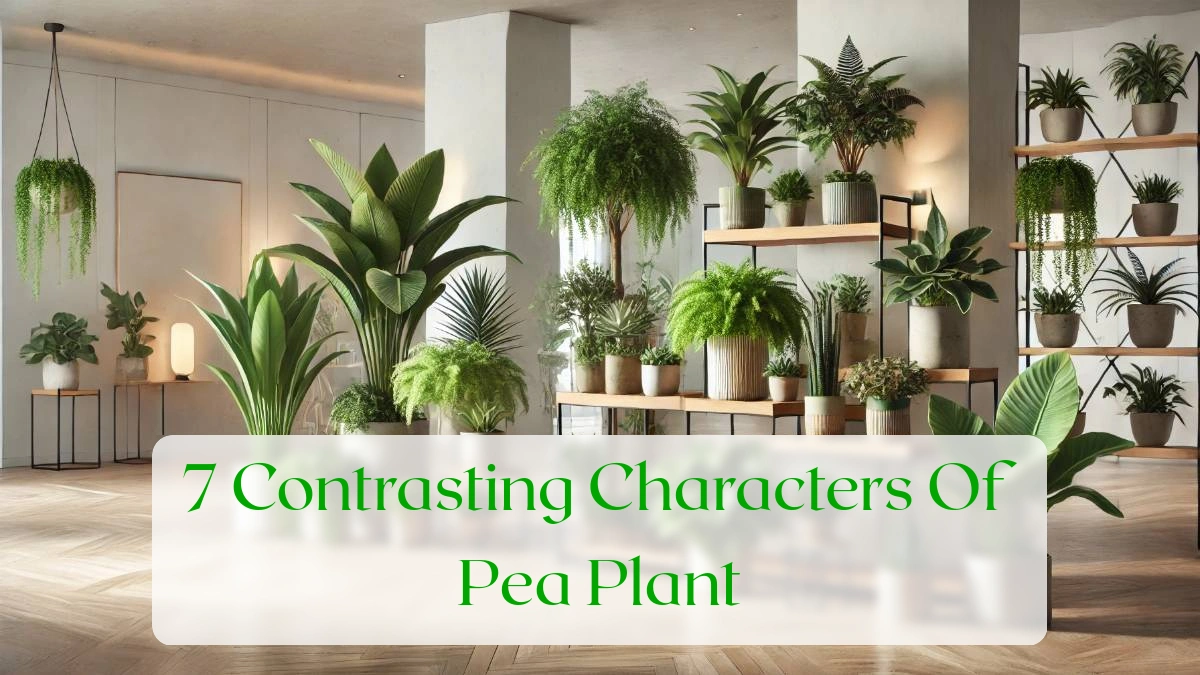 7 Contrasting Characters Of Pea Plant - Blog Featured Image