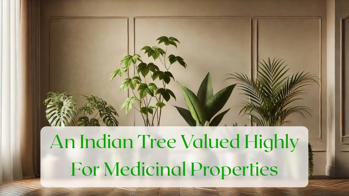 An Indian Tree Valued Highly For Medicinal Properties - Blog Featured Image