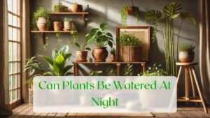Can Plants Be Watered At Night - Blog Featured Image