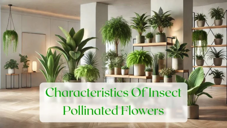 Characteristics Of Insect Pollinated Flowers - Blog Featured Image