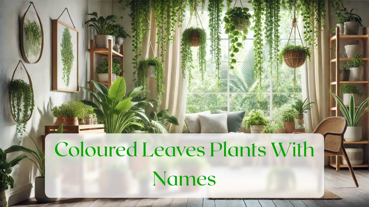 Coloured Leaves Plants With Names - Blog Featured Image