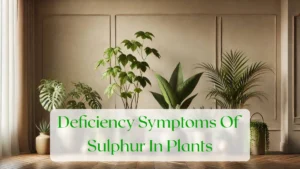 Deficiency Symptoms Of Sulphur In Plants - Blog Featured Image