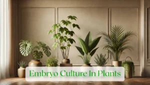 Embryo Culture In Plants - Blog Featured Image