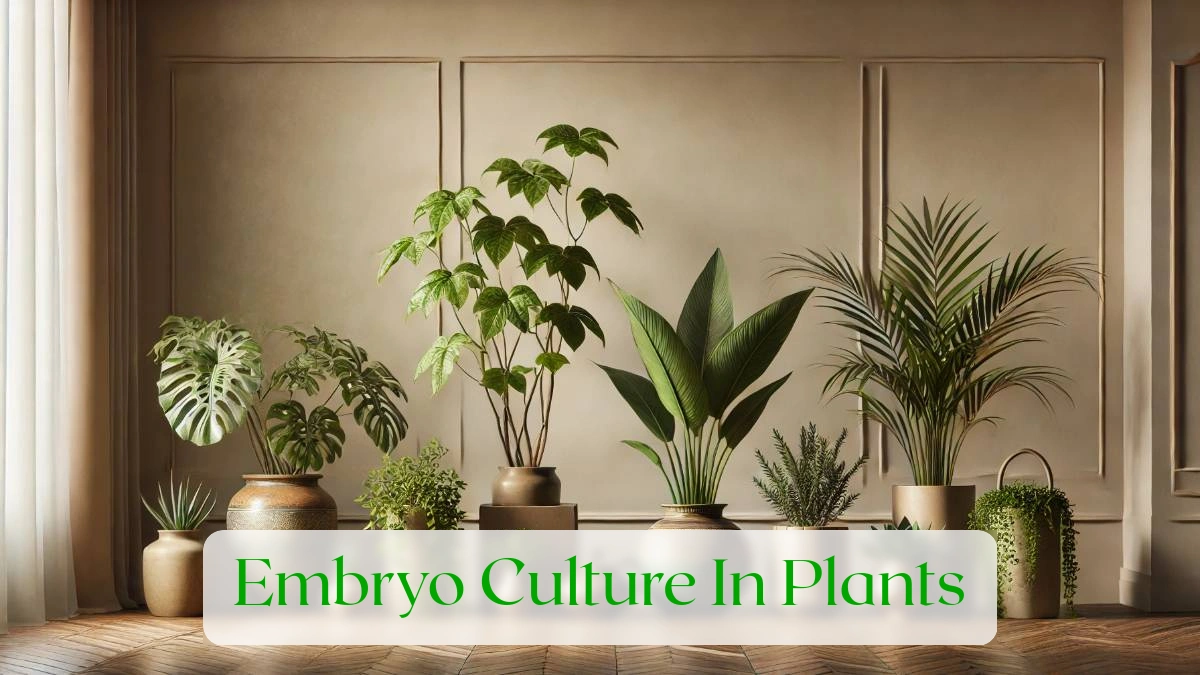 Embryo Culture In Plants - Blog Featured Image
