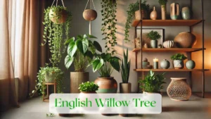 English Willow Tree - Blog Featured Image