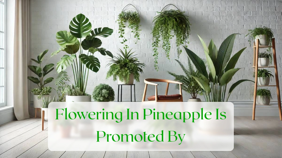 Flowering In Pineapple Is Promoted By - Blog Featured Image
