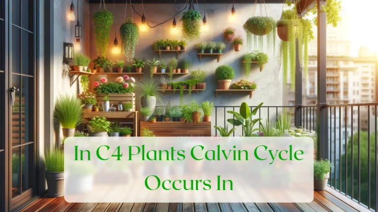 In C4 Plants Calvin Cycle Occurs In - Blog Featured Image