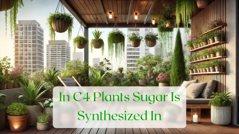 In C4 Plants Sugar Is Synthesized In - Blog Featured Image