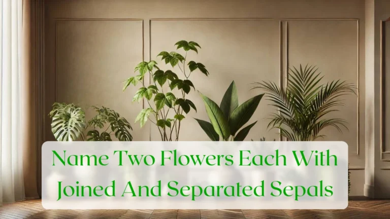 Name Two Flowers Each With Joined And Separated Sepals - Blog Featured Image
