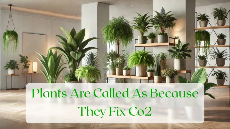 Plants Are Called As Because They Fix Co2 - Blog Featured Image