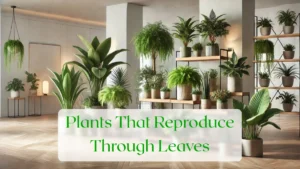 Plants That Reproduce Through Leaves - Blog Featured Image