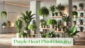 Purple Heart Plant Hanging - Blog Featured Image
