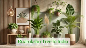 Rudraksha Tree In India - Blog Featured Image