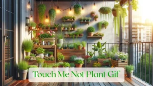 Touch Me Not Plant Gif - Blog Featured Image