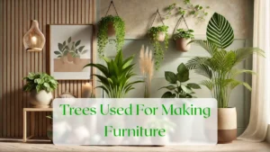 Trees Used For Making Furniture - Blog Featured Image