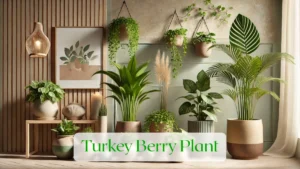 Turkey Berry Plant - Blog Featured Image