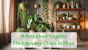 Where Does Negative Phototropism Occur In Plant - Blog Featured Image