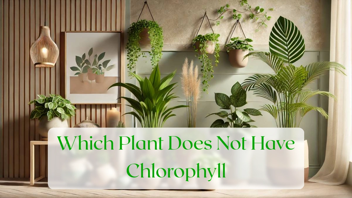 Which Plant Does Not Have Chlorophyll - Blog Featured Image