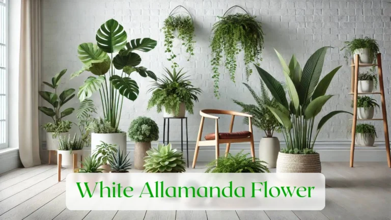White Allamanda Flower - Blog Featured Image