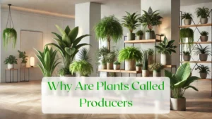 Why Are Plants Called Producers - Blog Featured Image
