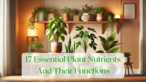 17 Essential Plant Nutrients And Their Functions - Blog Featured Image