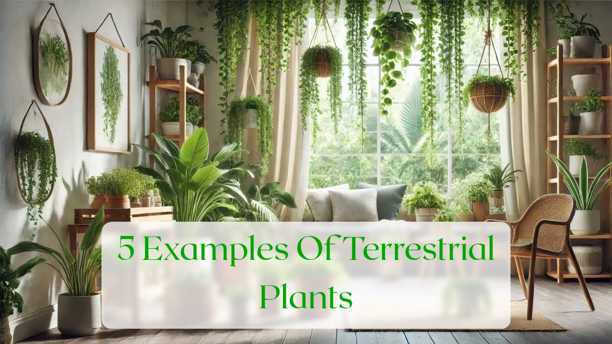 5 Examples Of Terrestrial Plants - Blog Featured Image