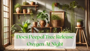 Does Peepal Tree Release Oxygen At Night - Blog Featured Image