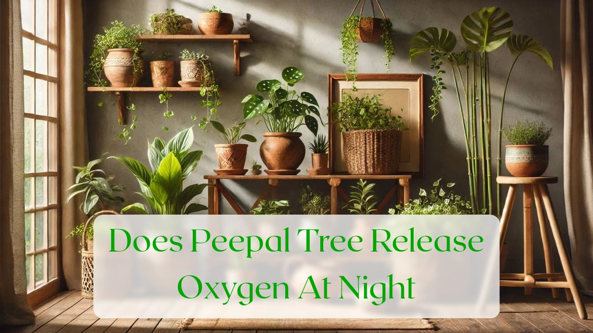 Does Peepal Tree Release Oxygen At Night - Blog Featured Image
