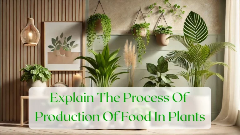 Explain The Process Of Production Of Food In Plants - Blog Featured Image