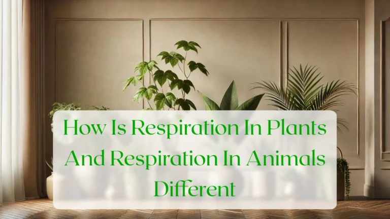 How Is Respiration In Plants And Respiration In Animals Different - Blog Featured Image
